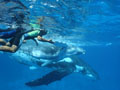 Beluga Diving Vavau