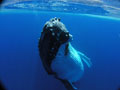 Beluga Diving Vavau