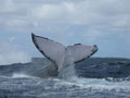 Beluga Diving Vavau