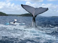 Beluga Diving Vavau