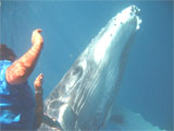 Whalewatch Beluga Diving Vavau