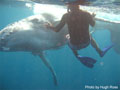 Beluga Diving Vavau