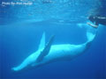 Beluga Diving Vavau