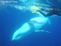 Beluga Diving Vavau