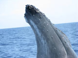 Whalewatch Beluga Diving Vavau