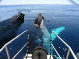 Whalewatch Beluga Diving Vavau