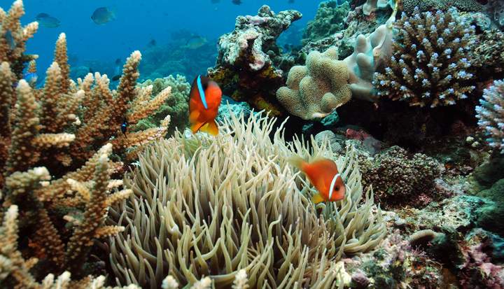 Clownfish heaven — Beluga Diving, Vava'u Tonga