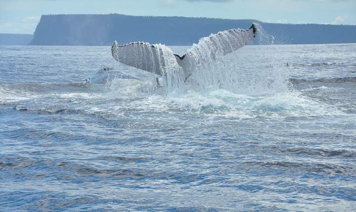 Whale 1 — Beluga Diving, Vava'u Tonga