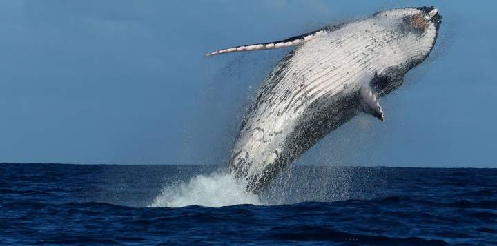 Whale 10 — Beluga Diving, Vava'u Tonga