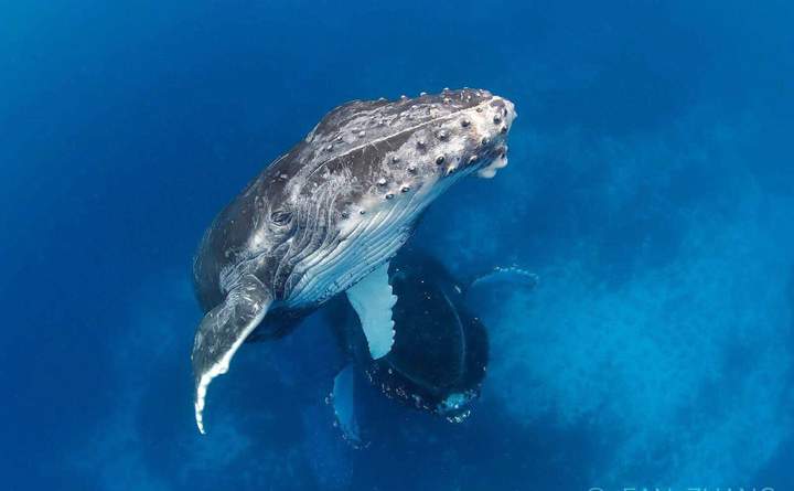 Whale 2 — Beluga Diving, Vava'u Tonga