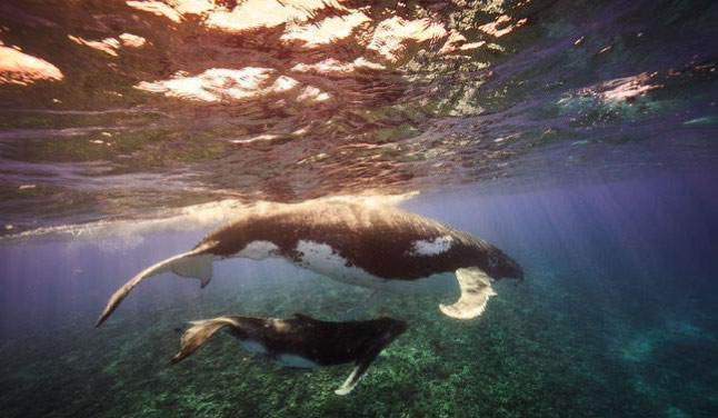 Whale 3 — Beluga Diving, Vava'u Tonga
