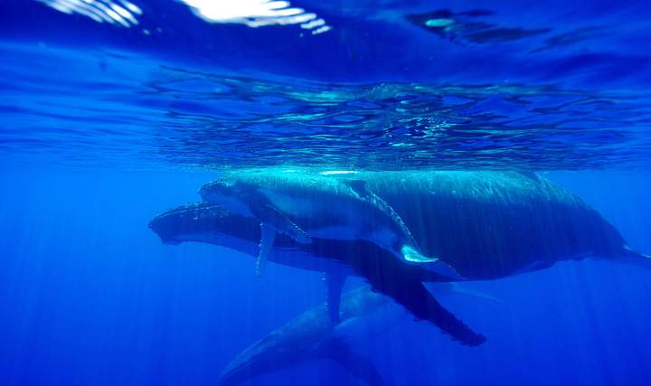 Whale 4 — Beluga Diving, Vava'u Tonga