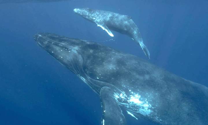 Whale 5 — Beluga Diving, Vava'u Tonga