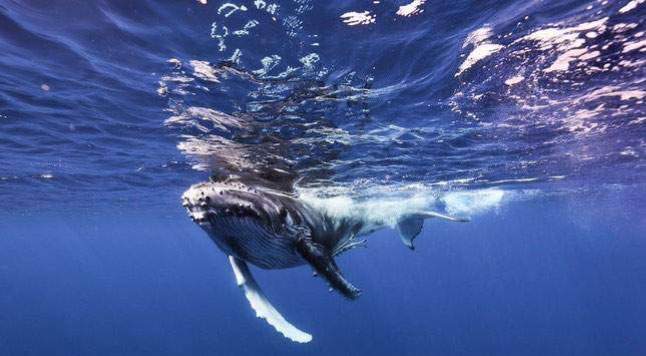 Whale 6 — Beluga Diving, Vava'u Tonga
