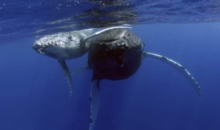 Whale 9 — Beluga Diving, Vava'u Tonga