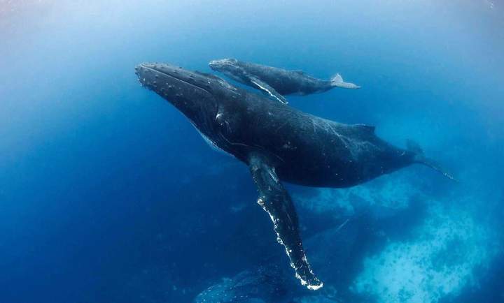 Whale mother and calf — Beluga Diving, Vava'u Tonga