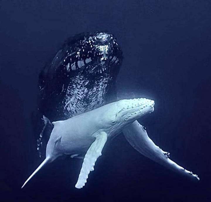White whale — Beluga Diving, Vava'u Tonga