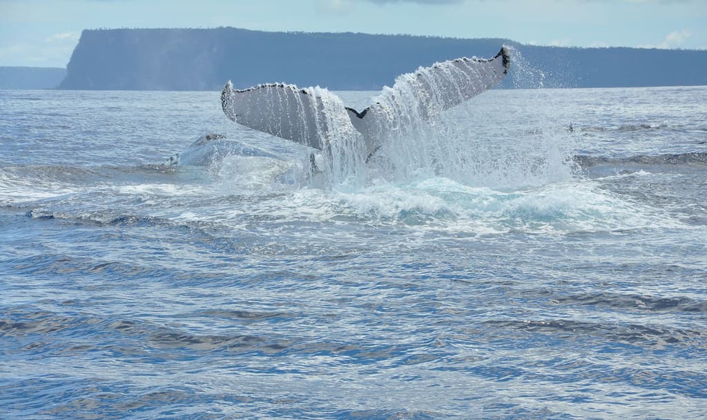 Beluga Diving