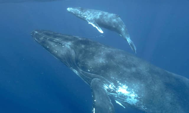 Beluga Diving